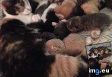 Tags: birth, cat, cats, gave, hours, one, sisters (Pict. in My r/CATS favs)