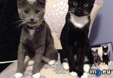 Tags: cats, kittens, pretty, two (Pict. in My r/CATS favs)