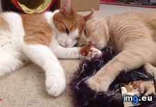 Tags: cats, caturday, long (Pict. in My r/CATS favs)