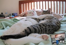 Tags: cats, inseparable (Pict. in My r/CATS favs)