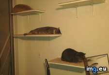 Tags: cats, new, shelves (Pict. in My r/CATS favs)
