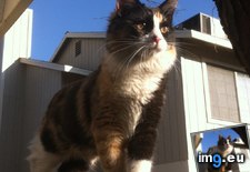 Tags: beauty, cats (Pict. in My r/CATS favs)