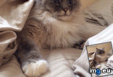 Tags: big, cats, guy, sleeping, space, takes (Pict. in My r/CATS favs)