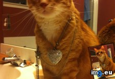 Tags: cats, girl, house, left (Pict. in My r/CATS favs)