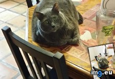 Tags: cats, gobo, old, years (Pict. in My r/CATS favs)