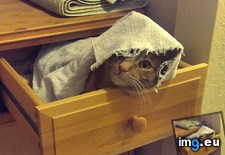 Tags: cats, guy (Pict. in My r/CATS favs)