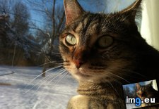 Tags: artemis, cats, likes, she, snow, watch (Pict. in My r/CATS favs)