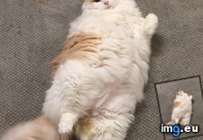 Tags: cats, fat, tony (Pict. in My r/CATS favs)