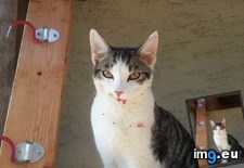 Tags: care, cats, face (Pict. in My r/CATS favs)
