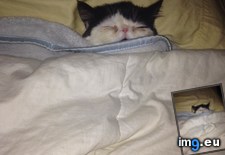 Tags: cats, night (Pict. in My r/CATS favs)