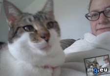 Tags: cats, how (Pict. in My r/CATS favs)