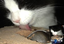 Tags: cats (Pict. in My r/CATS favs)