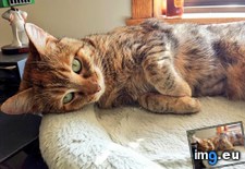 Tags: baby, cats, old, years (Pict. in My r/CATS favs)