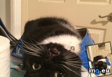 Tags: cat, cats, faces, idiot, loki, stupidest (Pict. in My r/CATS favs)