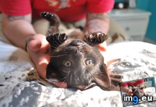 Tags: cats, kitty, tiny (Pict. in My r/CATS favs)