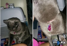 Tags: bathroom, busts, cats, climbs, happily, harlequinn, leg, morning, purrs, routine, wake (Pict. in My r/CATS favs)