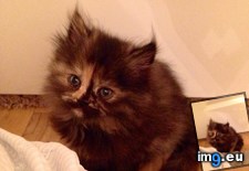 Tags: batman, cats, kitten, persian (Pict. in My r/CATS favs)