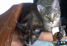 Tags: cats, sleeping, spot (Pict. in My r/CATS favs)