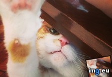 Tags: cats, piglit (Pict. in My r/CATS favs)