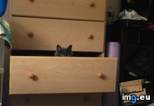 Tags: cats, woke (Pict. in My r/CATS favs)