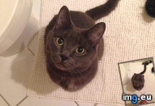 Tags: cats, picked, rolly (Pict. in My r/CATS favs)