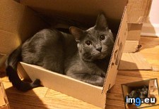 Tags: boxes, cats, feel, guilty, throwing (Pict. in My r/CATS favs)