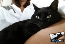 Tags: cats, house (Pict. in My r/CATS favs)