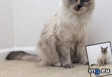 Tags: cats, girl, life, love (Pict. in My r/CATS favs)