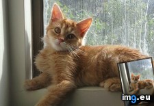 Tags: blinds, cats, charmander, destroyer, friends (Pict. in My r/CATS favs)