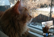 Tags: blinds, cats, charmander, destroyer, friends (Pict. in My r/CATS favs)