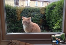 Tags: cat, cats, door, flap, house, rain, shithead, wait, walk (Pict. in My r/CATS favs)