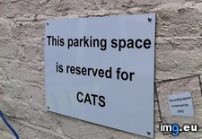 Tags: bastards, cats, crafty (Pict. in My r/CATS favs)