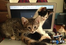 Tags: cats, foster, kittens, laptop, room, silly, thought (Pict. in My r/CATS favs)
