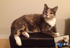 Tags: bridge, cats, devastated, luna, mother, old, rainbow, year (Pict. in My r/CATS favs)