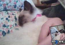 Tags: 1st, birthday, cats, duchess, meet (Pict. in My r/CATS favs)