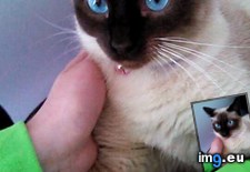 Tags: 1st, birthday, cats, duchess, meet (Pict. in My r/CATS favs)
