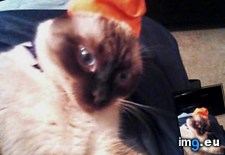 Tags: 1st, birthday, cats, duchess, meet (Pict. in My r/CATS favs)