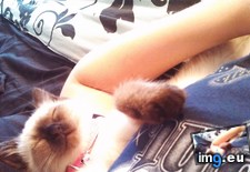 Tags: 1st, birthday, cats, duchess, meet (Pict. in My r/CATS favs)