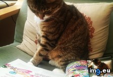 Tags: cats, enjoying, food, magazine, tom, was (Pict. in My r/CATS favs)