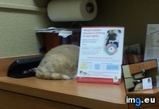 Tags: cat, cats, instantly, vet (Pict. in My r/CATS favs)