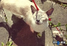 Tags: cats, for, she, siamese, walk (Pict. in My r/CATS favs)
