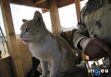 Tags: afghanistan, camp, cats, cheetah, guard, helping, tower (Pict. in My r/CATS favs)