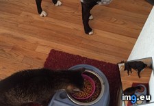 Tags: blind, cat, cats, dog, eating, feels, food, friendly, kidney, low, protein (Pict. in My r/CATS favs)