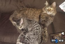 Tags: beautiful, cats, story, trinity, tripod (Pict. in My r/CATS favs)