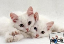 Tags: cats, twins (Pict. in My r/CATS favs)