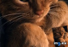 Tags: cats, good (Pict. in My r/CATS favs)