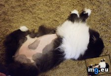 Tags: cats, emergency, great, story, surgery, update (Pict. in My r/CATS favs)