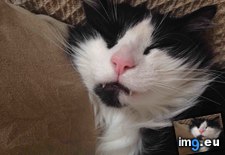 Tags: cats, kitty, vampire (Pict. in My r/CATS favs)