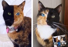 Tags: cats, chimera, venus, whiskeyanne (Pict. in My r/CATS favs)