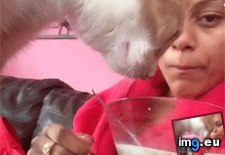 Tags: cats, finger (GIF in My r/CATS favs)